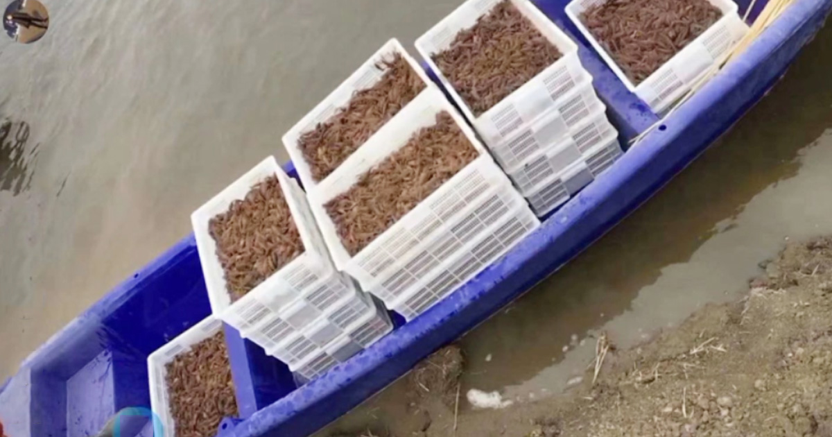 蝦苗筐-塑料漁船（chuán）應用（yòng）案例（lì）